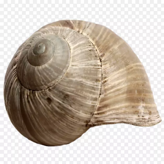 贝壳蜗牛腹足壳软体动物贝壳-海螺创意PNG