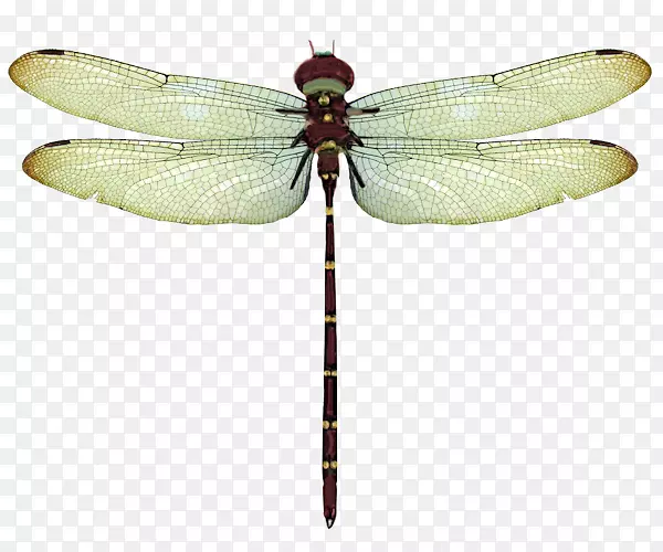 蜻蜓圆2 Android翼龙-可爱的蜻蜓