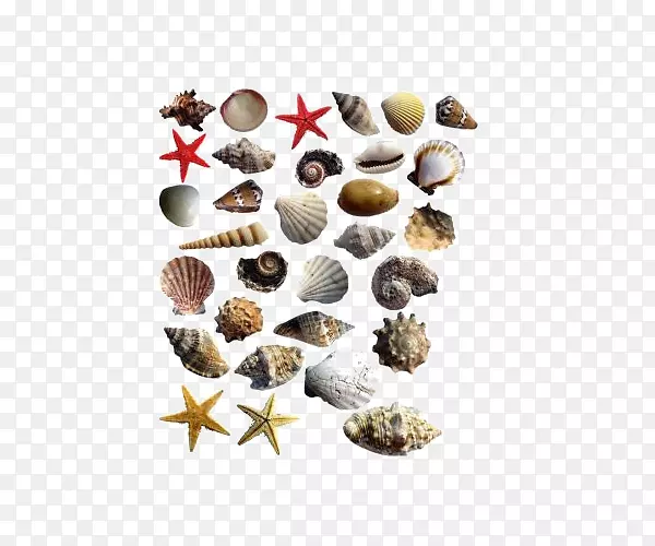 海星海螺贝壳海星海洋生物