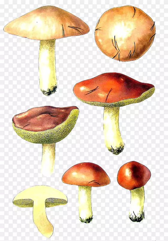 蘑菇鸟真菌香菇手绘蘑菇
