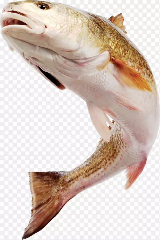 鱼类下载摄影-高清类鱼类图像
