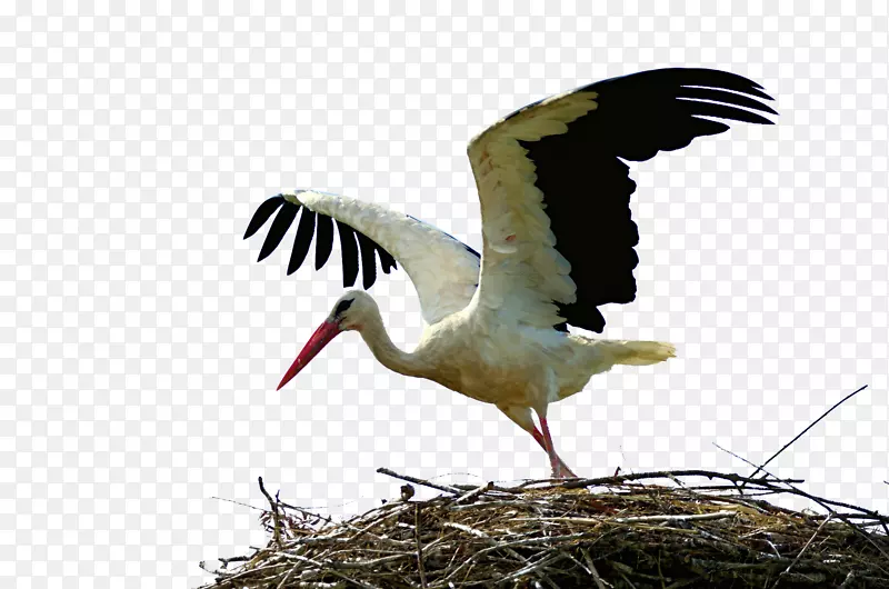 白鹳鸟鹤涉猎动物迁徙-白鹤