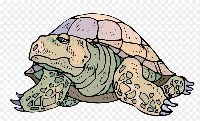 海龟鳄鱼海龟材料