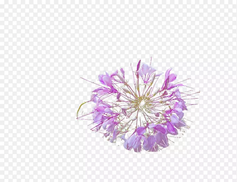 紫色透明半透明花卉紫色透明石榴