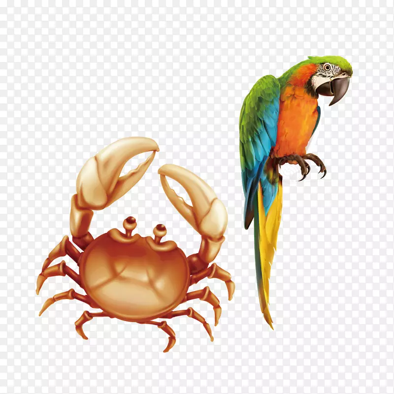 鹦鹉蟹鸟插图.鹦鹉和螃蟹载体材料