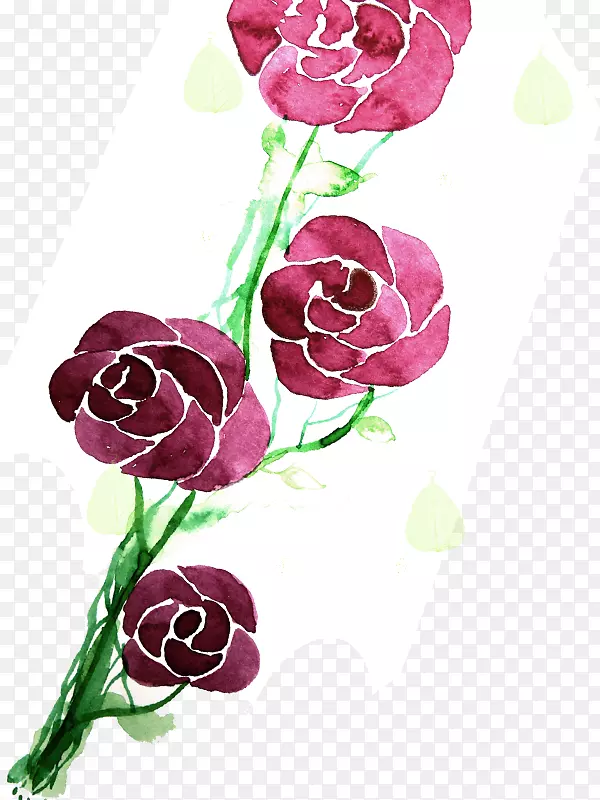 花园玫瑰，水彩画，花卉设计，牡丹花，手绘水彩
