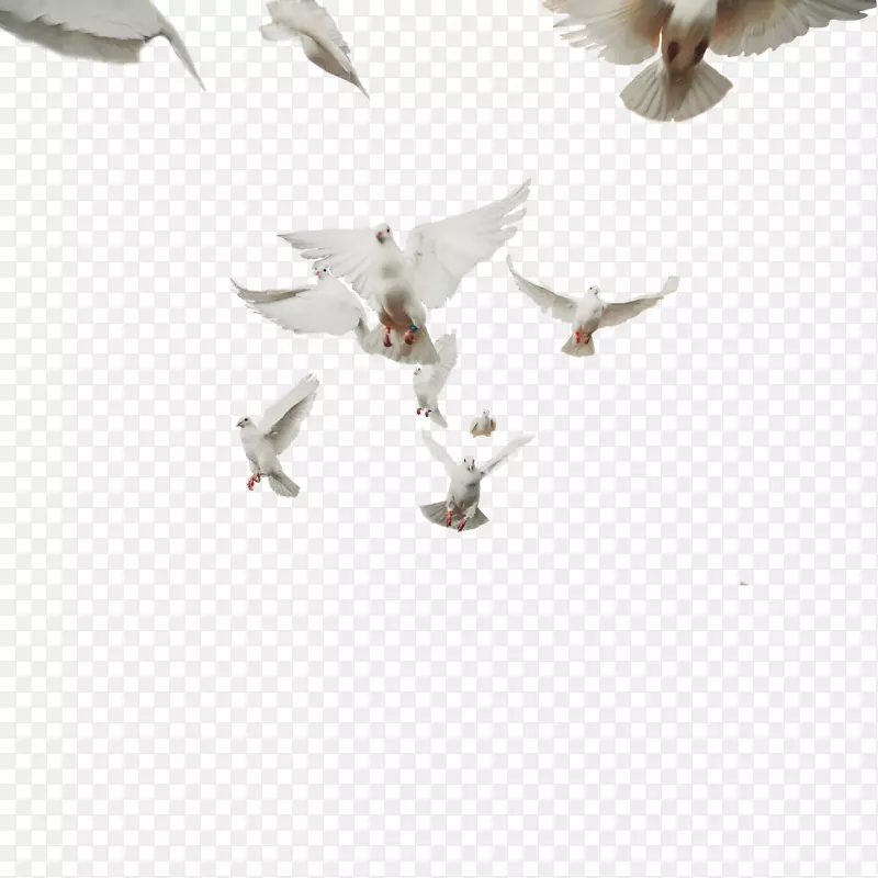 岩鸽科鸟类摄影-鸟类