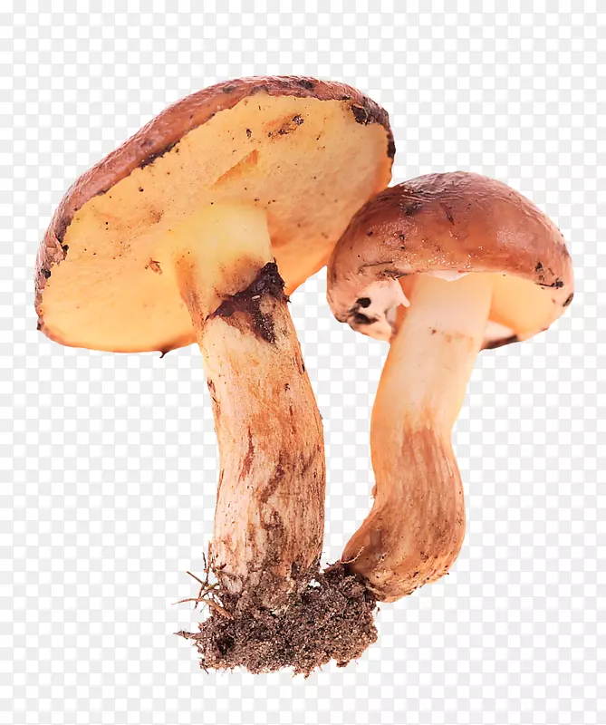 食用菌-鲜蘑菇