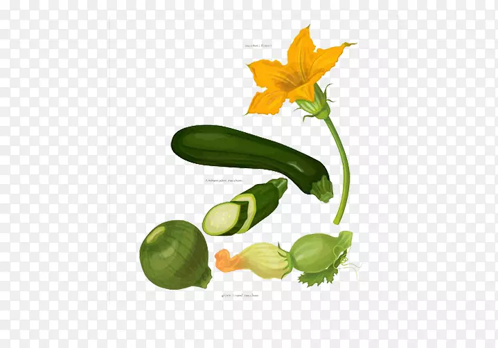 南瓜蔬菜黄瓜绿色健康蔬菜