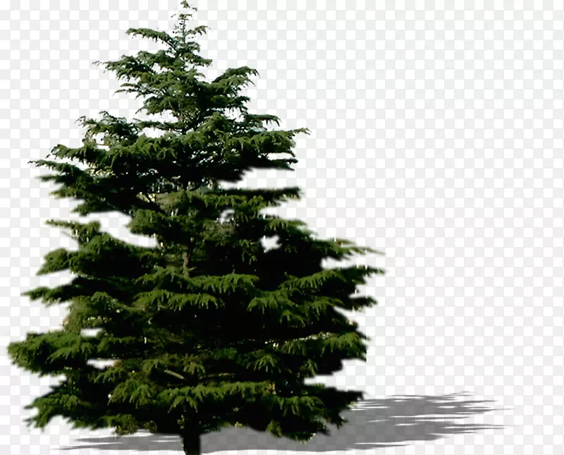 云杉，冷杉，松树，圣诞树