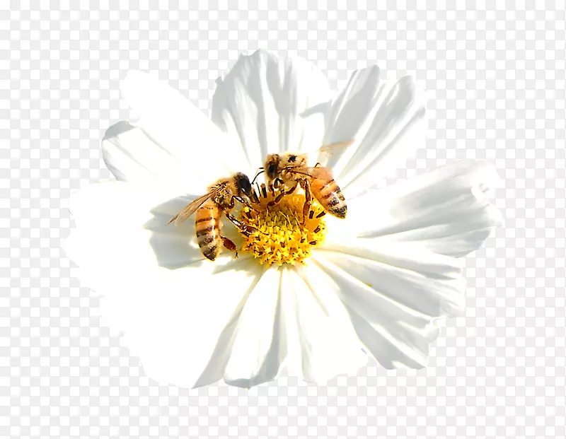 轻型蜜蜂花蜜可见光谱-白花与蜜蜂