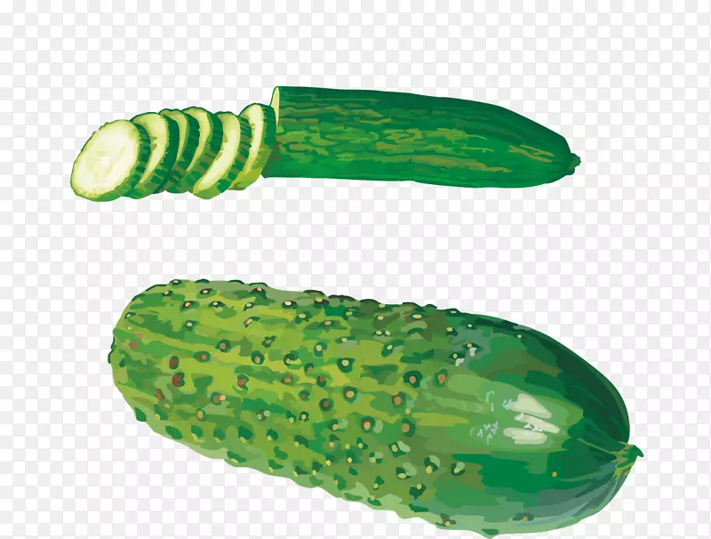 黄瓜西印度黑尔金蔬菜剪贴画手绘水彩画黄瓜