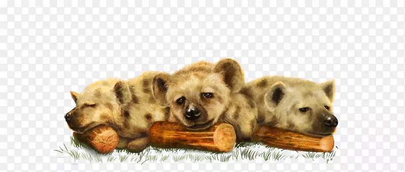 藏猎犬狮子动物北极熊肚子小狮子