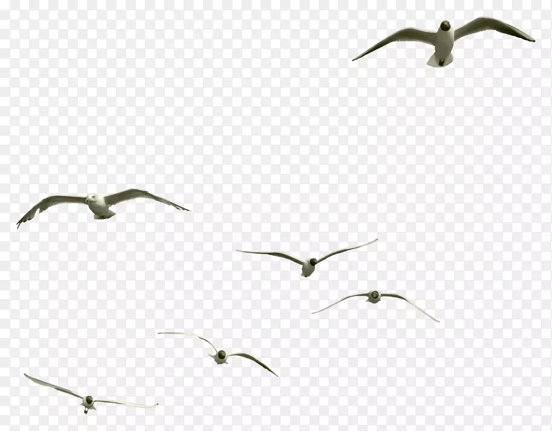 鸟类海鸥剪辑艺术-鸟类