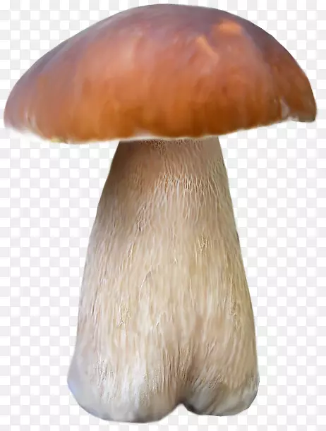 杏鲍菇棕色谷歌图片-棕色蘑菇