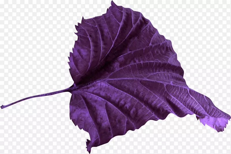 花瓣紫罗兰色剪贴画