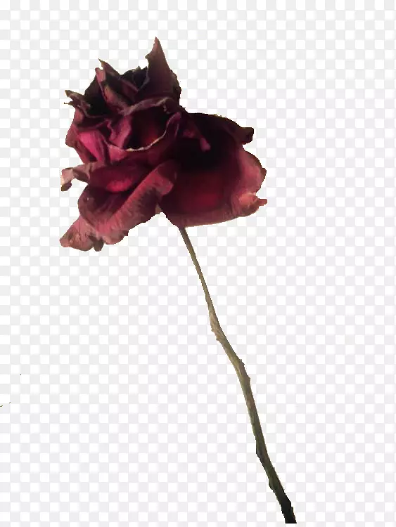 黑色玫瑰海报-枯萎玫瑰海报装饰