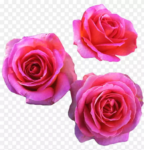 芳香的玫瑰，灌木，玫瑰，开玫瑰花园-花卉植物。
