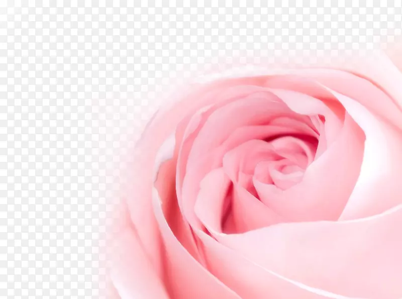 桌花，玫瑰，花束，粉红色-玫瑰花