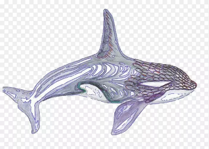 普通宽吻海豚图库溪鲸-黑鲸