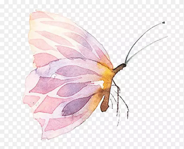 蝴蝶水彩画-粉红色蝴蝶