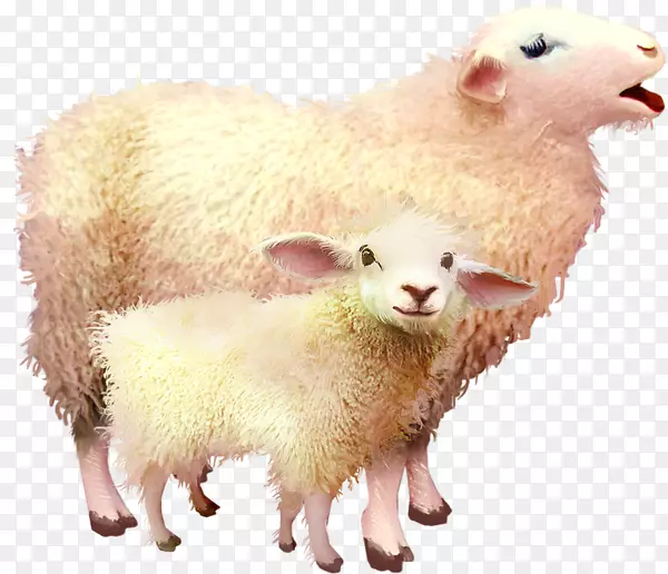 羊-两只羊