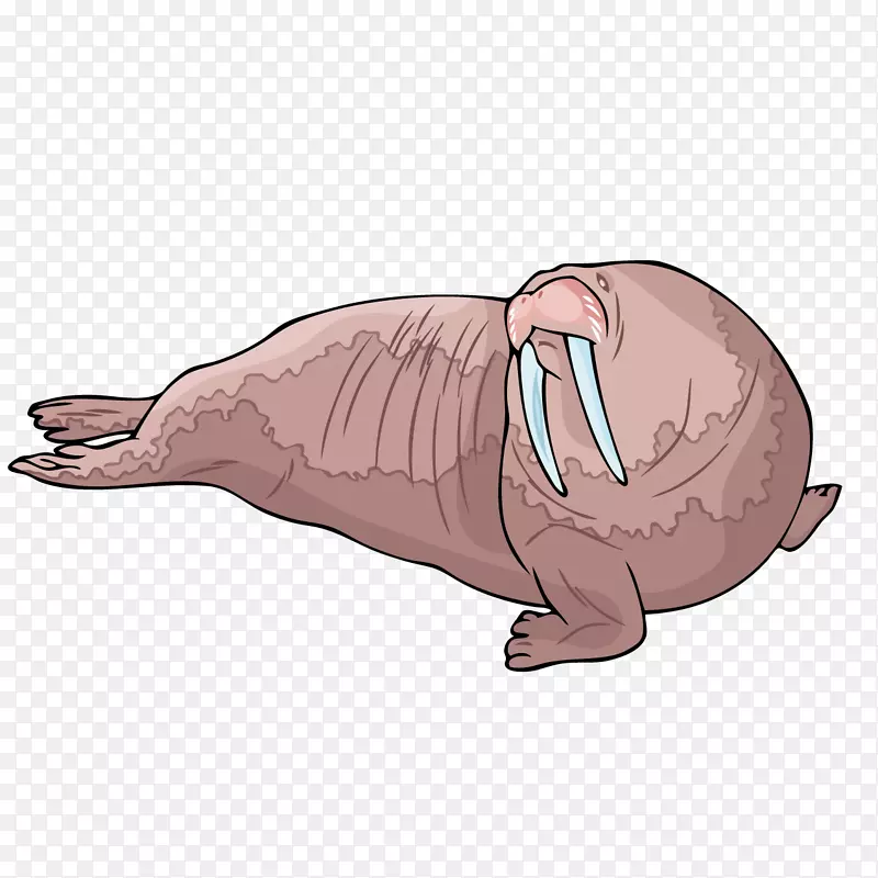 海象海狮海狸食肉插图卡通海狮