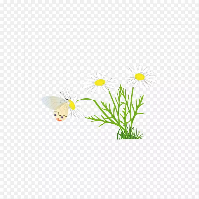 花瓣叶插图-菊花