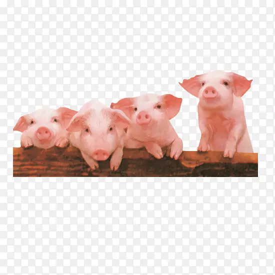 家猪-四只猪