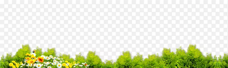 草坪能源草绿色壁纸植物