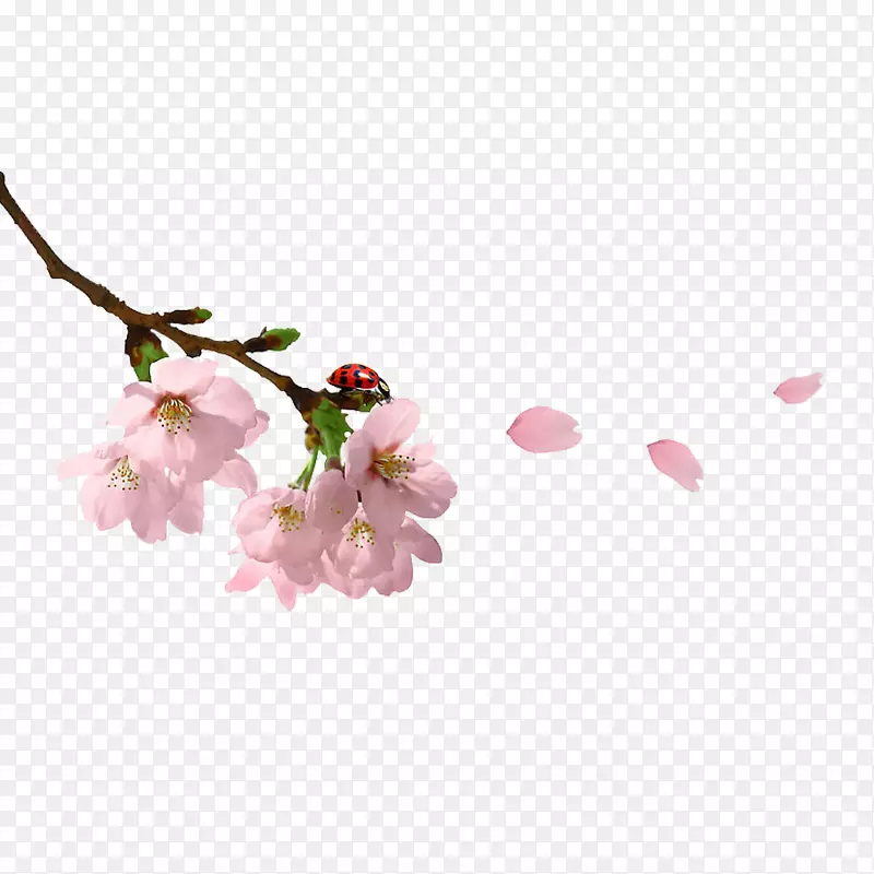 春枝剪贴画-粉红色桃花