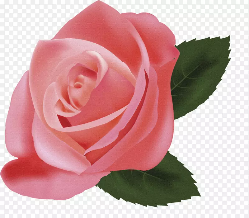 静物：粉色玫瑰插图-玫瑰