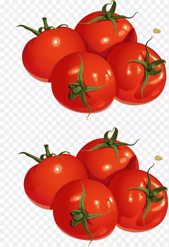 李子番茄樱桃番茄灌木番茄绘图-番茄