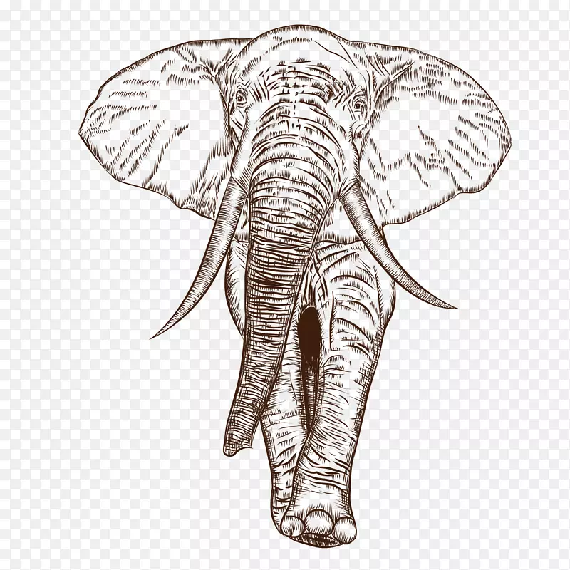 非洲象印度象图-非洲象