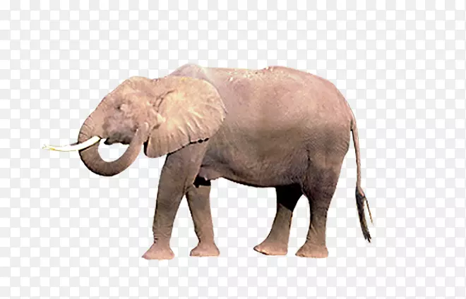 非洲象印度象走边