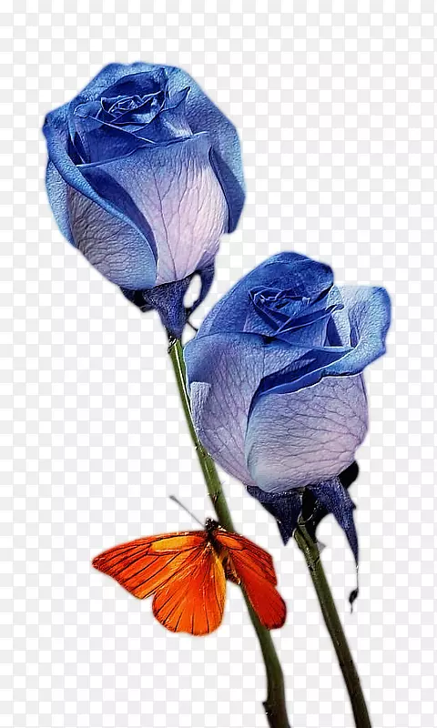 蓝色玫瑰花束，无花束，蓝色花束，创意拉力。