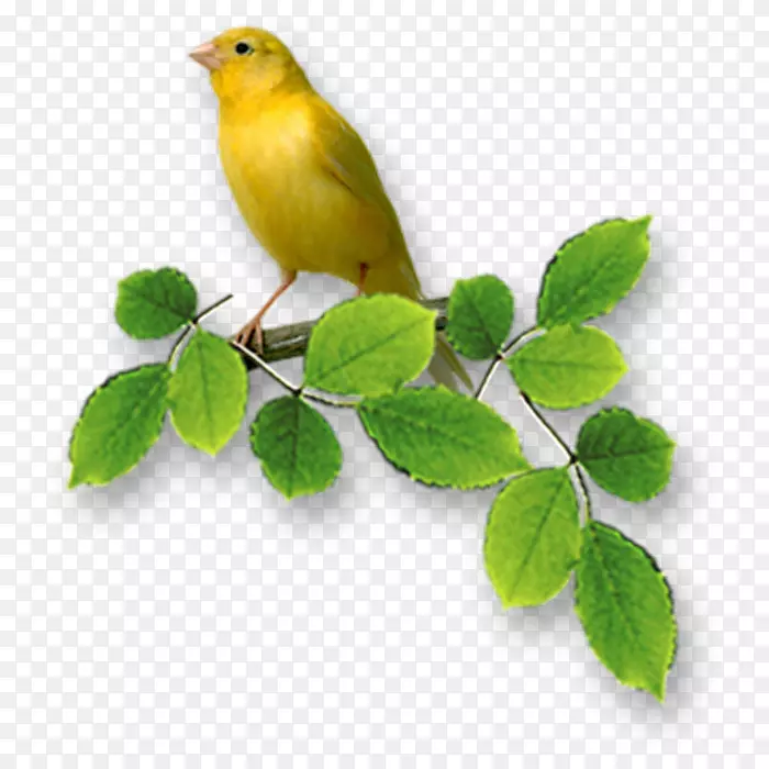 鸟愿周年纪念-小黄鸟