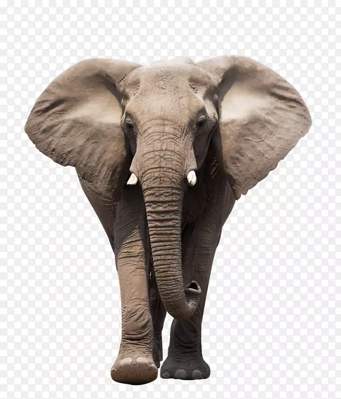 非洲象印度象世界象日剪贴画行走象