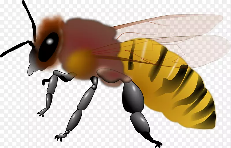 蜜蜂玛雅剪贴画-黄蜂