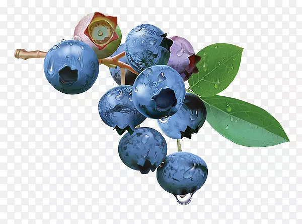 蓝莓茶越橘水果蓝莓水果手绘绘画