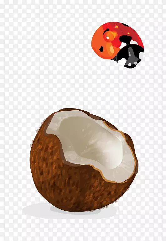 椰子椰子壳