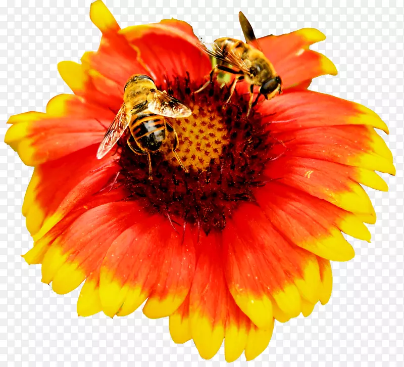 蜜蜂花蜜