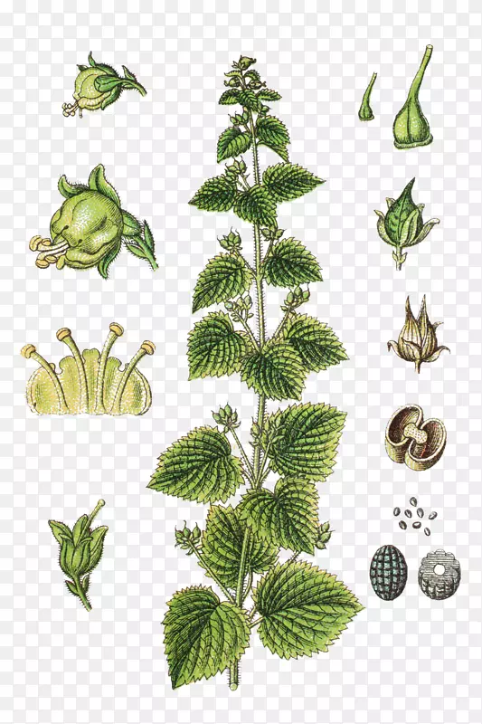 绿马尾松，金钱柳，金针菇，金龟子科，草本植物，插画.class=‘class 3’>种.