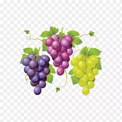 葡萄酒普通葡萄藤本植物葡萄干剪贴画-三串葡萄看起来不错。