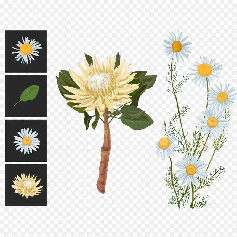 花卉糖丛插图-白菊