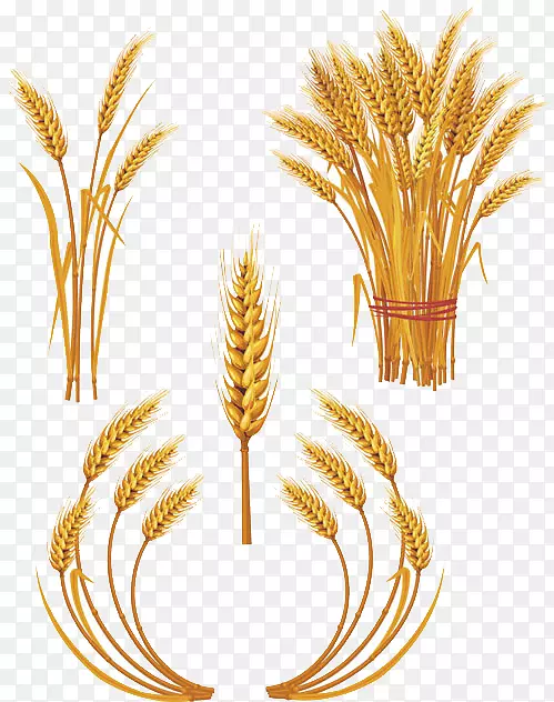 小麦版税-免收穗剪艺术-稻谷