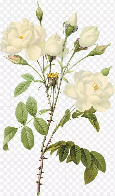 英国蕨类植物插图植物学版画印刷白玫瑰