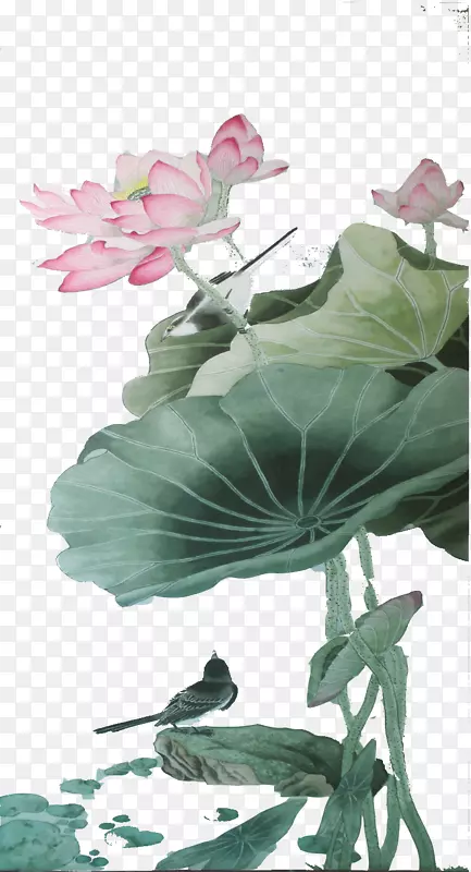 Nelumbo nucifera叶谷歌图片下载-Lotus