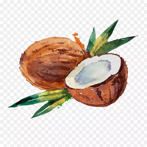椰子水椰奶水彩画.手绘椰子