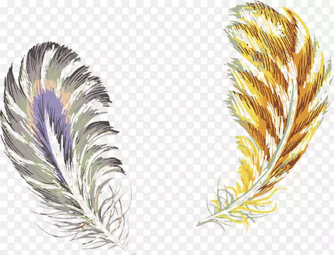 鸟类羽毛颜色-紫金羽毛